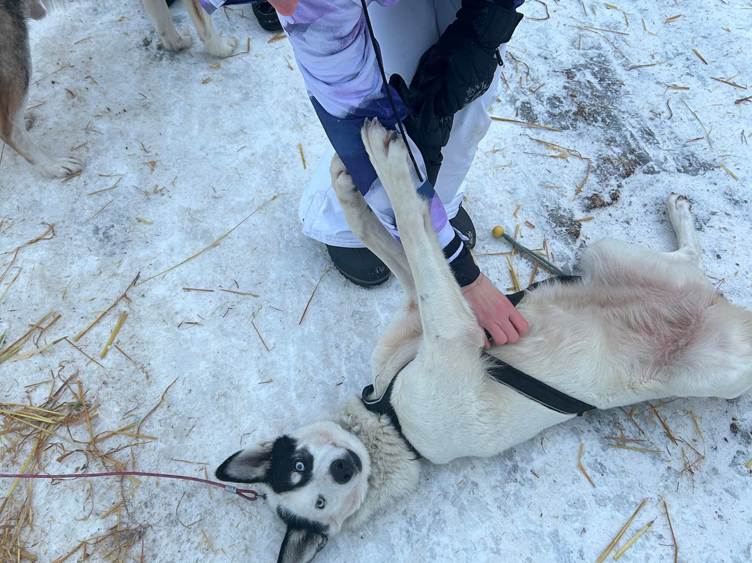 Trysil Husky-Torberget必去景点