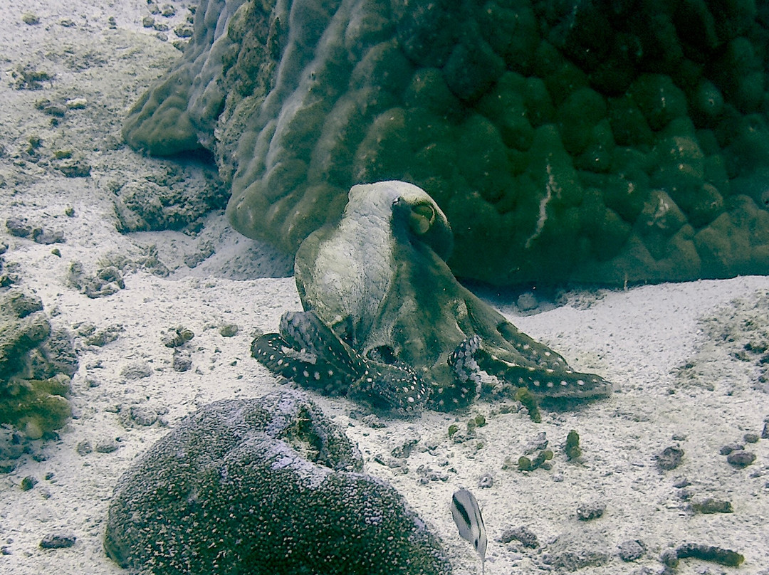 Addu Scuba Dive Maldives-阿斯杜太阳岛必去景点
