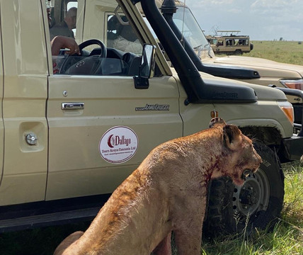 Dallago Tours Kenya Tanzania Limited-内罗毕必去景点