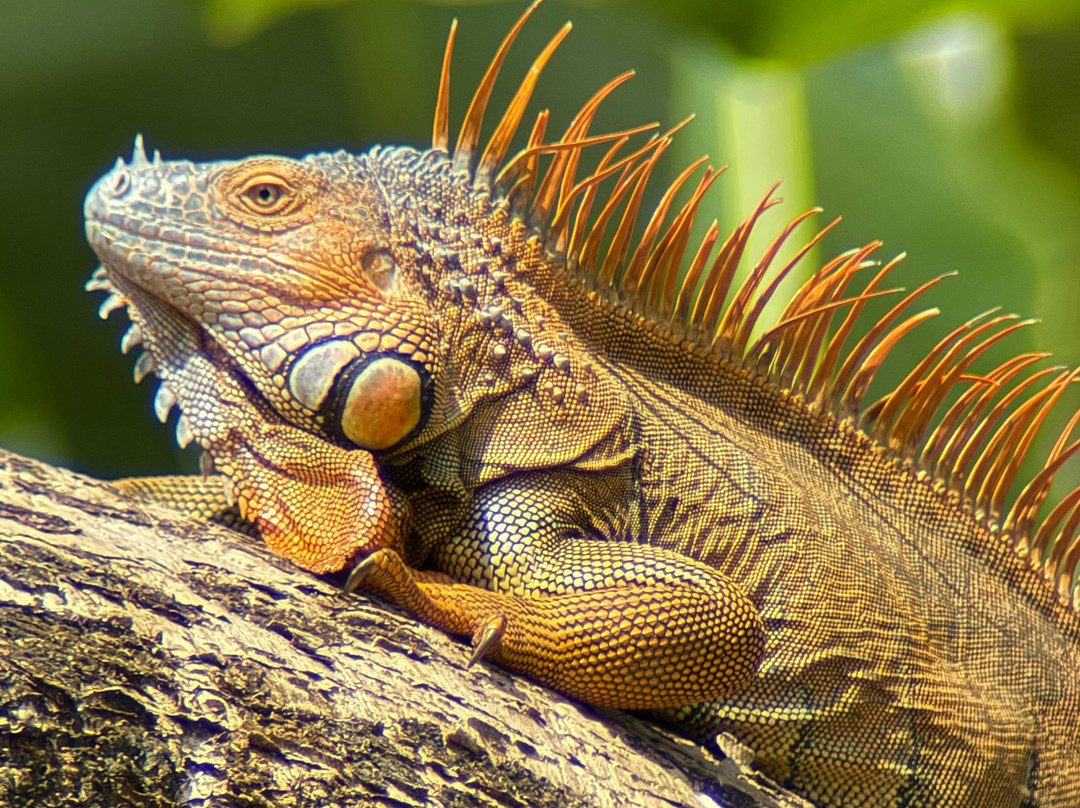 C. R. Referrals Travel-Atenas必去景点