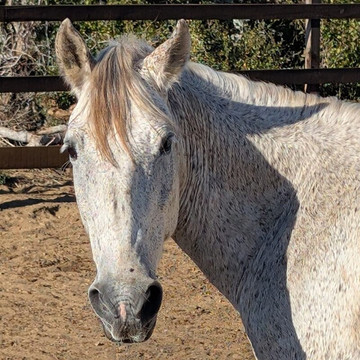 Cerritos Cowboy-Playa Cerritos必去景点