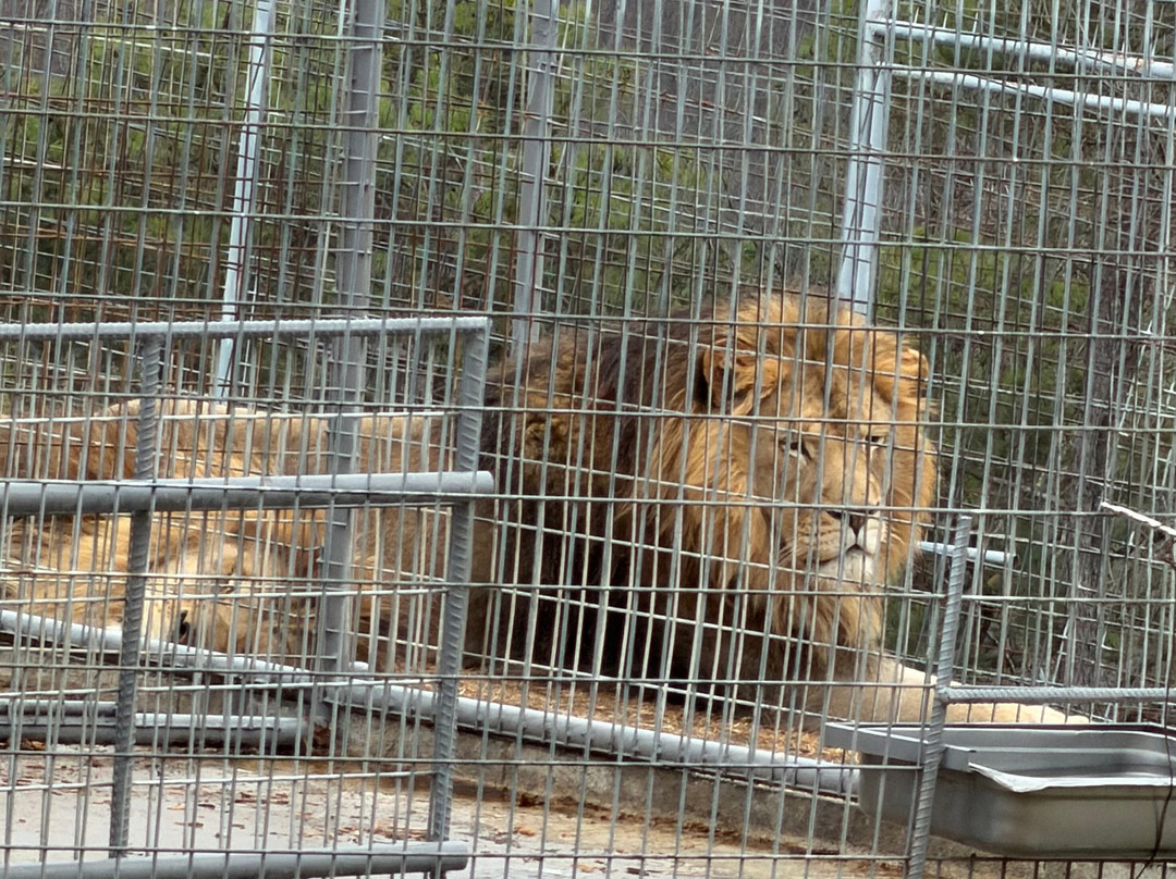 Turpentine Creek Wildlife Refuge-尤里卡斯普林斯必去景点