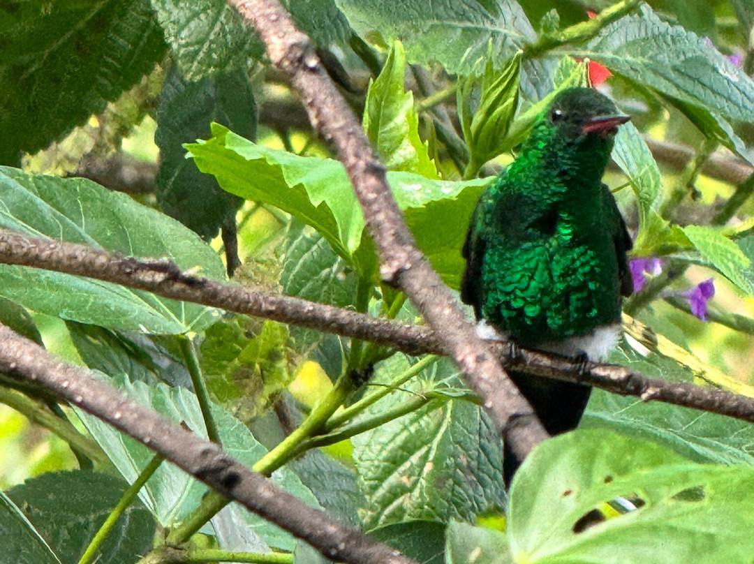 Yerette-Maracas Bay必去景点