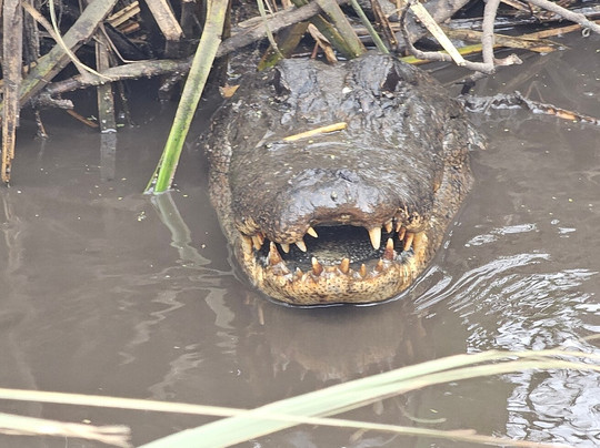 Ragin Cajun Airboat Tours-新奥尔良必去景点