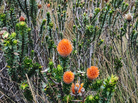 Kunakkuna Experiences-基多必去景点