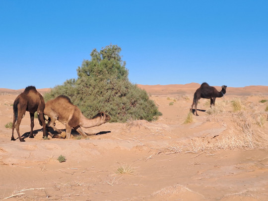 Marocco Trips-梅如卡必去景点