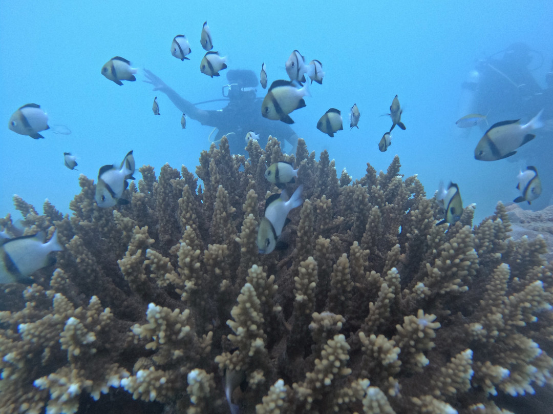 Dive Tribe-Neil Island必去景点