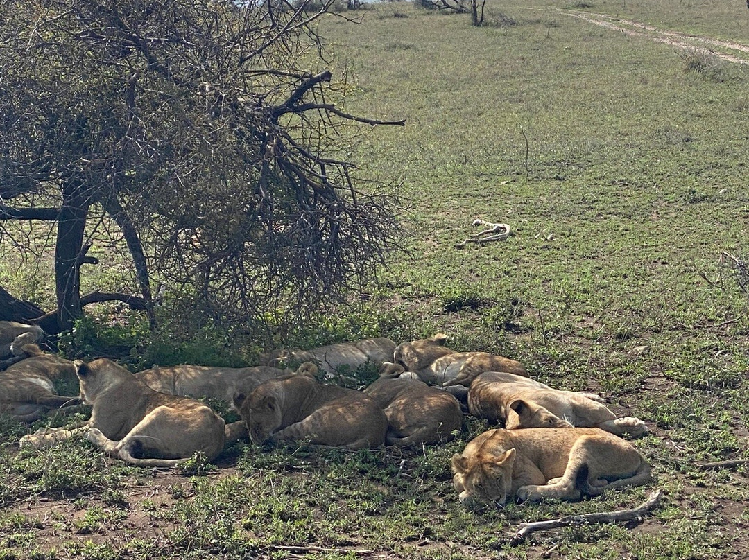 Tansania Reiseabenteuer SDL GmbH-柏林必去景点