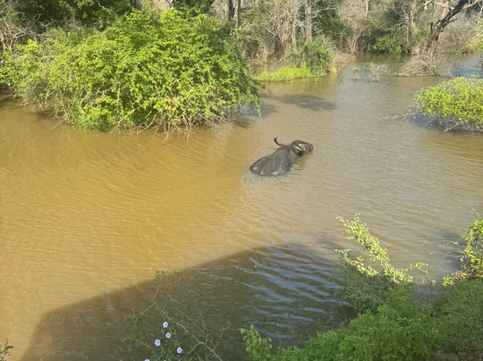 Ruwan Yala Jeep Safari-Debarawewa必去景点