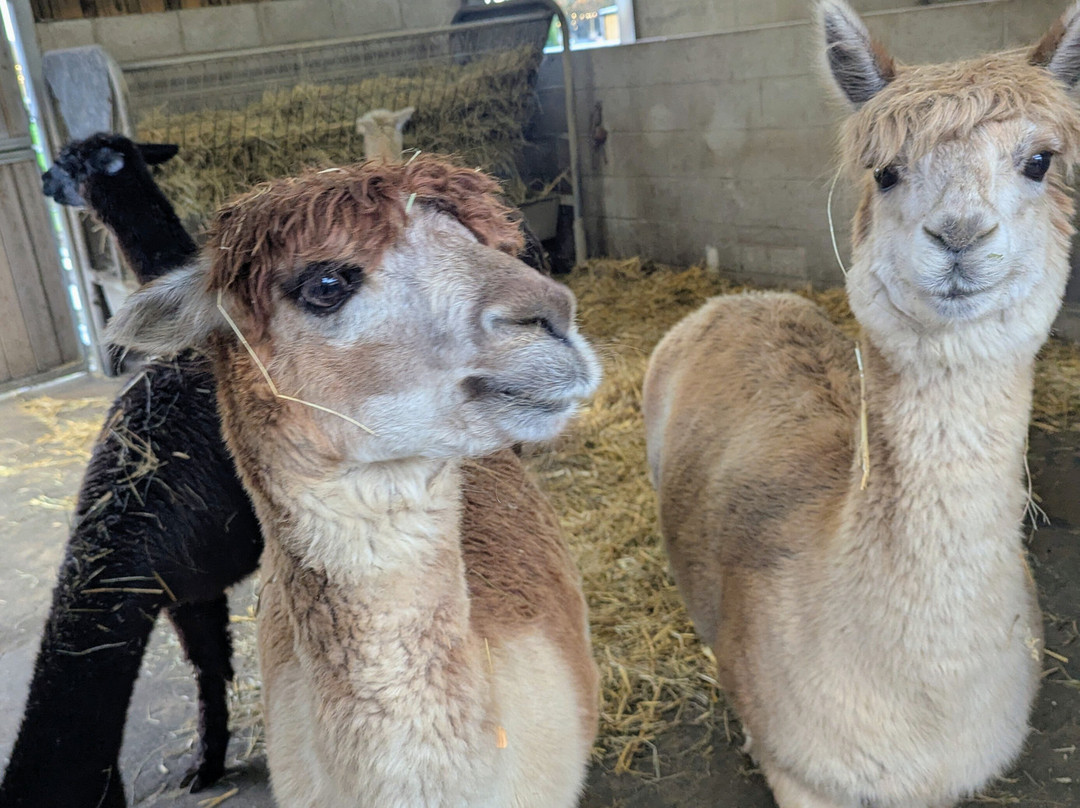 Cefn Mably Farm Park-卡迪夫必去景点