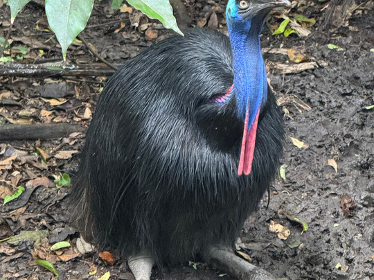 Port Moresby Nature Park-莫尔兹比港必去景点