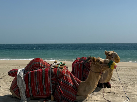 Desert Safari Doha | Inland Sea Tours-多哈必去景点