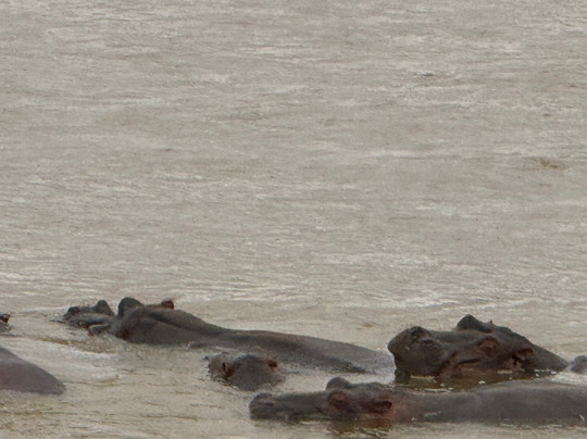 Safari Kenya Con Aragosta