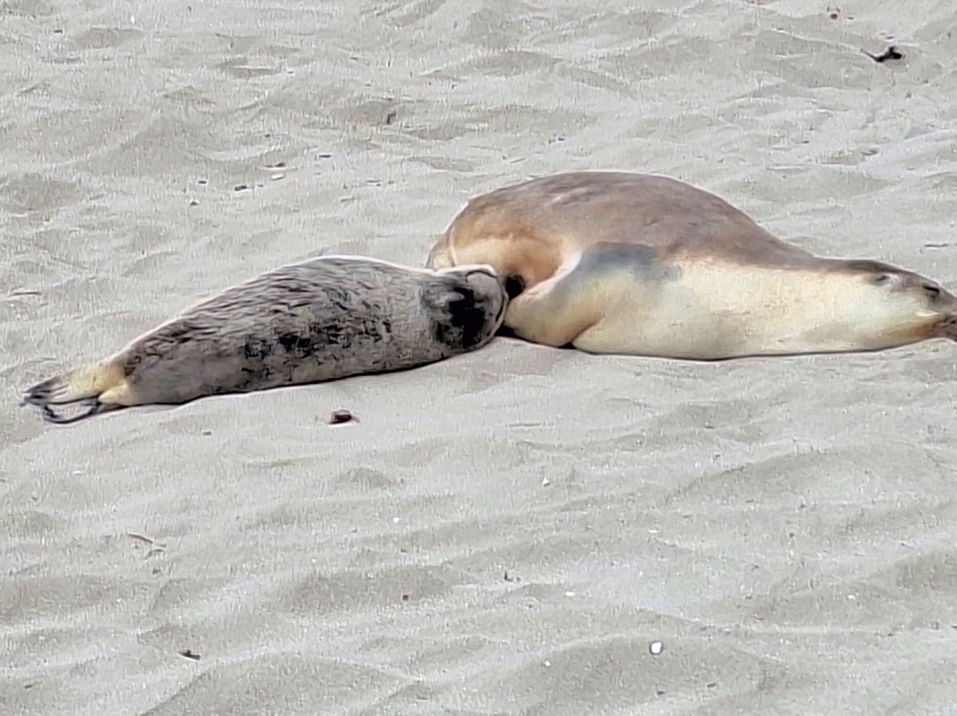 Exceptional Kangaroo Island-袋鼠岛必去景点