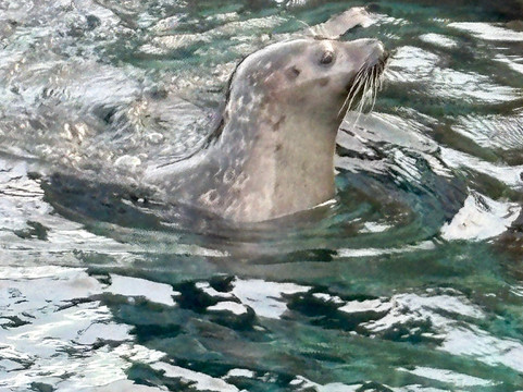 Nordsoen Oceanarium-赫茨哈斯必去景点