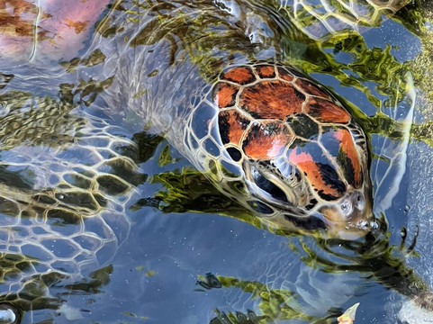 Nungwi Mnarani Aquarium-孥归必去景点
