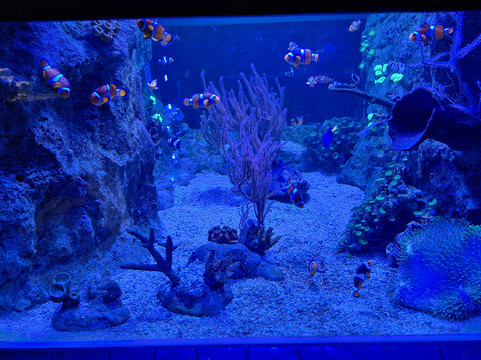 Sea Life Blankenberge-布朗肯堡必去景点