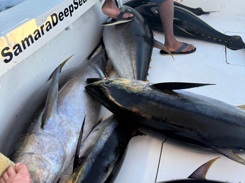 Samara Deep Sea Fishing And Lodge-萨玛拉滩必去景点