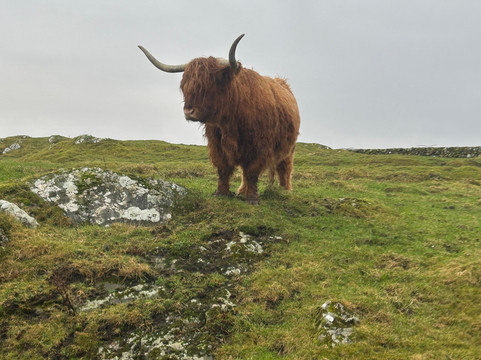 Kitchen Coos & Ewes-New Luce必去景点