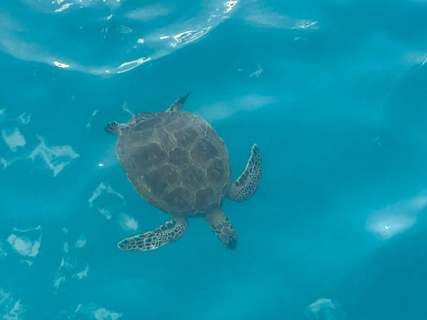 Captain Dwayne Barbados / Livity Cruises-巴巴多斯必去景点