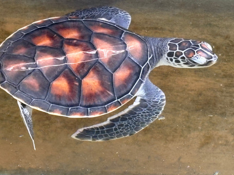 Sea Turtle Conservation Project (Koggala)-克拉必去景点