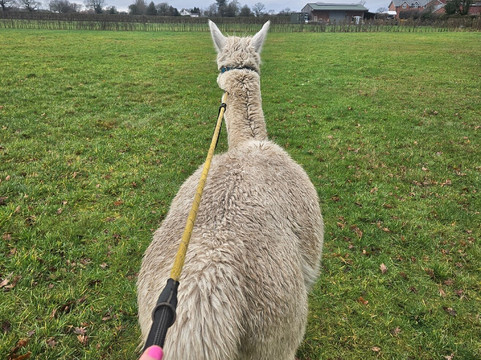 Cheshire Alpacas-Antrobus必去景点