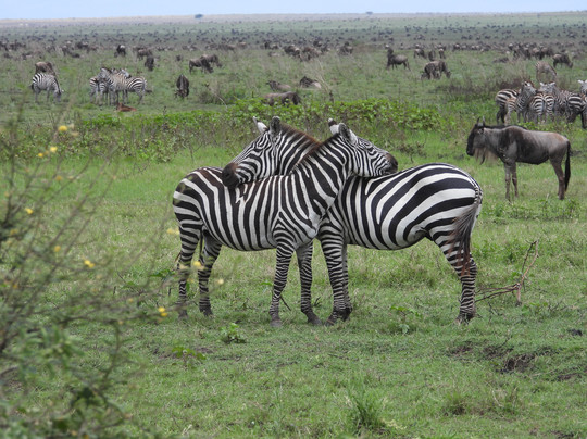 易捷旅游-一日游-阿鲁沙必去景点