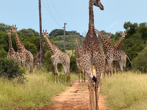 African Travel Consultants-Sabie Park必去景点