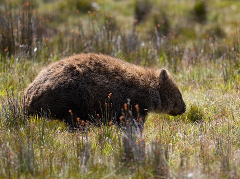 Inala Nature Tours-布鲁尼岛必去景点
