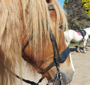 Caradon Hill Trekking and Equestrian Centre-Pensilva必去景点