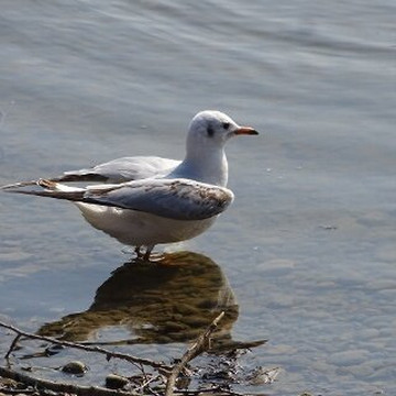 Nature Reserve Eselschwanz-圣马格雷滕必去景点
