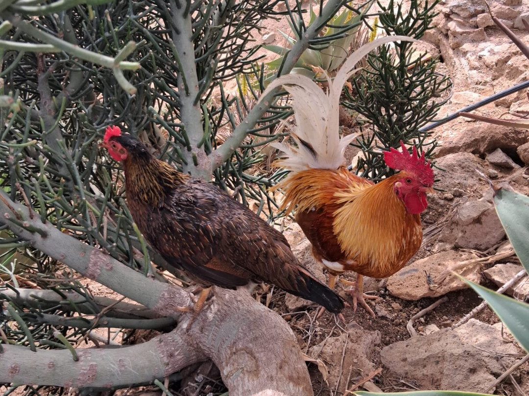 Tenerife Animal Sanctuary-圣克鲁斯-德特内里费必去景点