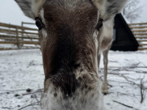 Local Lifestyle Rovaniemi-罗瓦涅米必去景点