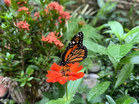Butterfly Garden Sierra Nevada-Minca必去景点