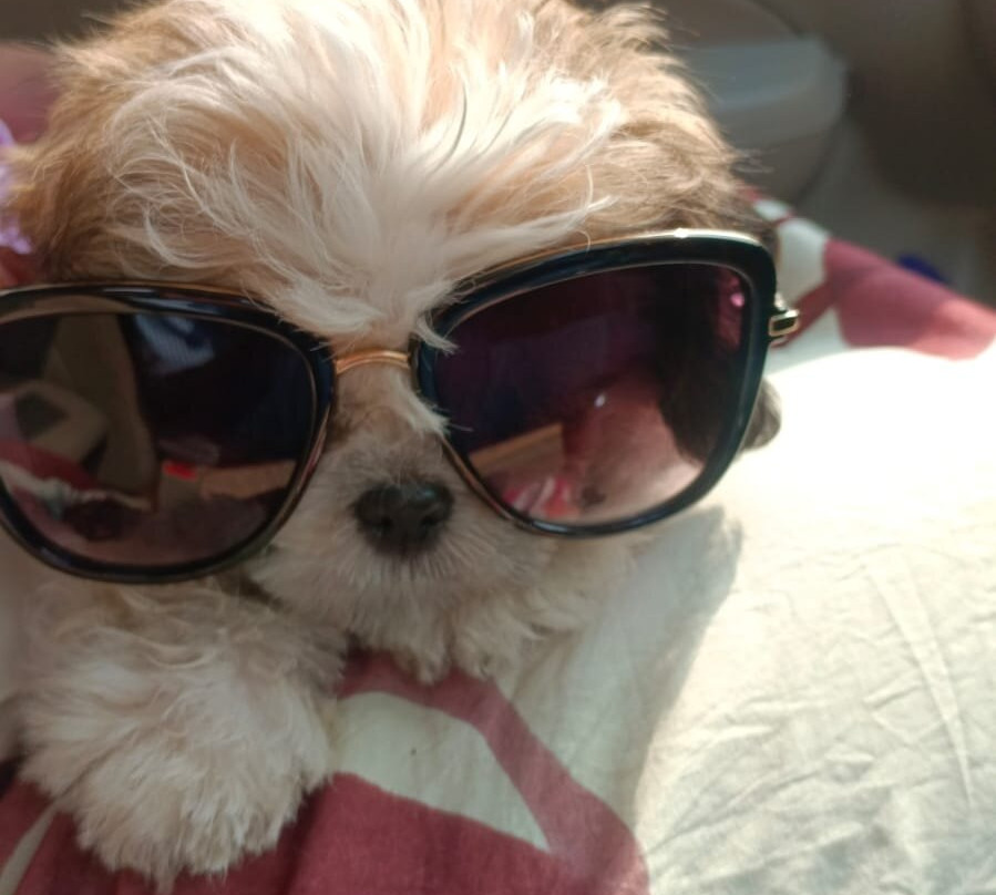 芬恩海滨豪华帐篷度假村主图