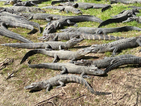 Alligator Adventure-美特尔海滩必去景点