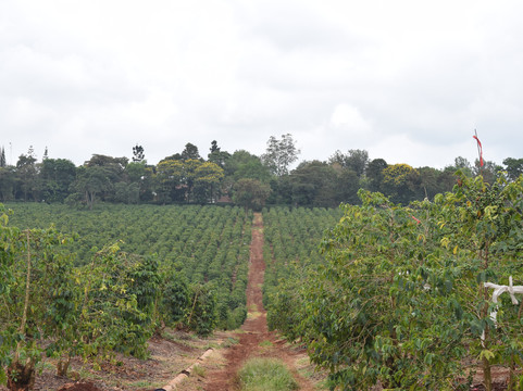 Karunguru Coffee Estate-Ruiru必去景点