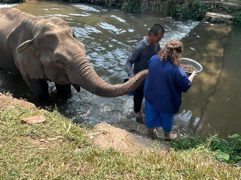 Doi Lom Elephant Rescue Sanctuary-夜登必去景点