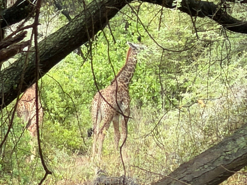 Lake Manyara-Lake Manyara National Park必去景点