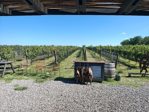 Gamboa - Viñas & Bodega