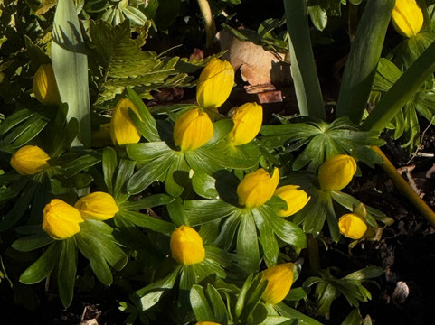 Cambo Gardens-圣安德鲁斯必去景点