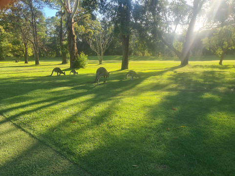 Kangaroo Encounters Guided Tours-尼尔森湾必去景点