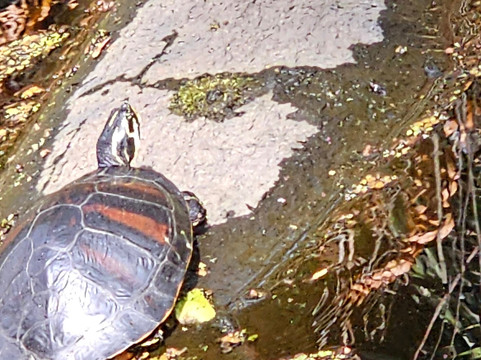 Airboat and Gator Charters-De Leon Springs必去景点