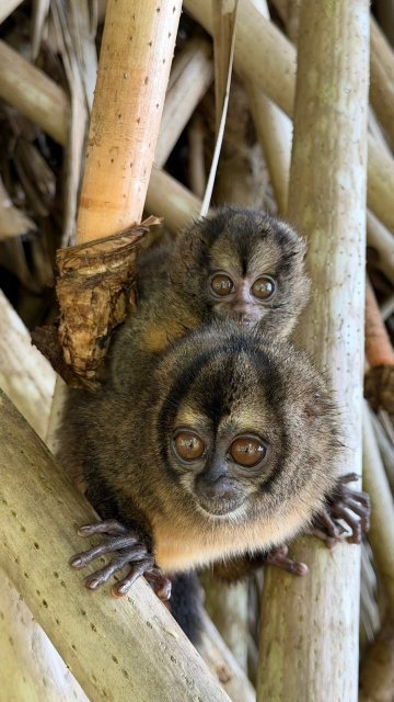 卡约科生态冒险小屋-官方