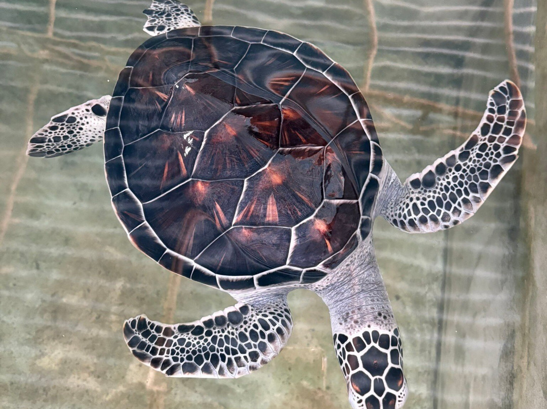 Ahungalla Sea Turtles Conservation And Research Center-亚洪加拉必去景点