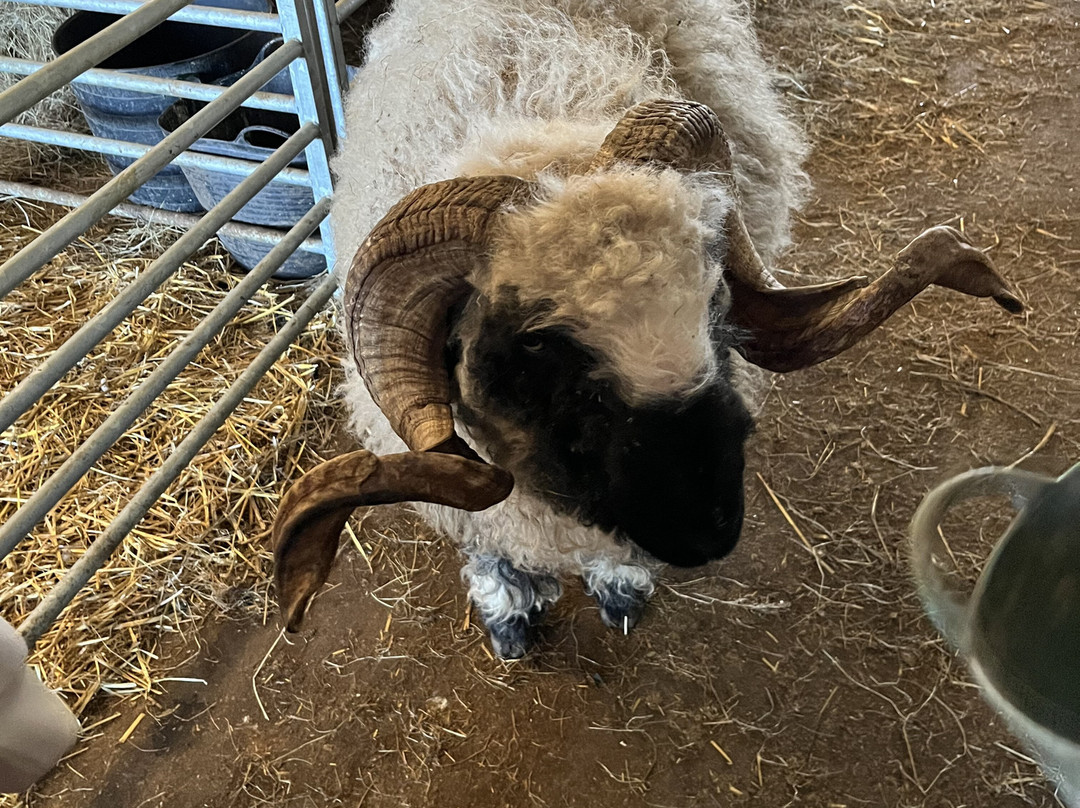 Geise Farm-Thurso必去景点