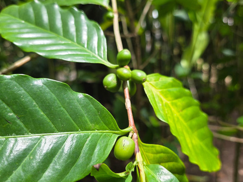 Celuk Swing & Luwak Coffee-Celuk必去景点