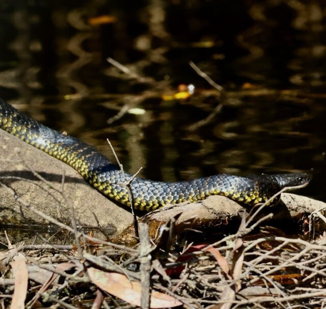 Leven River Cruises-Ulverstone必去景点