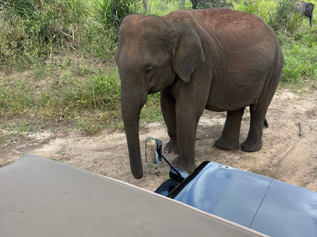 Minneriya | kawdulla Jeep safari-Minneriya必去景点