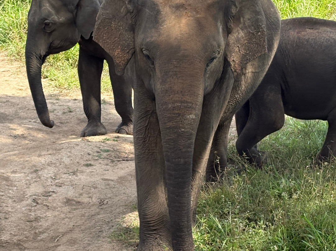 Minneriya | kawdulla Jeep safari-Minneriya必去景点